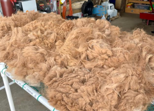 photo of Alpaca fiber